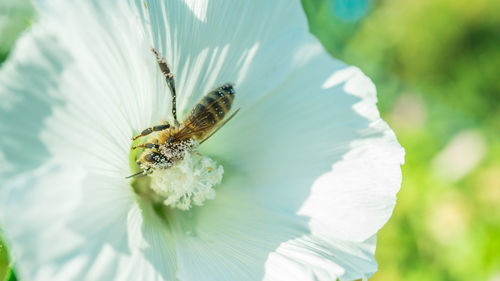 Close-up of insect on flower