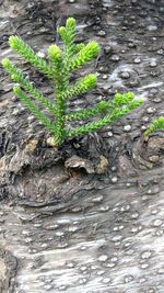 High angle view of tree trunk