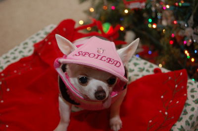 High angle view of chihuahua wearing cap on bed