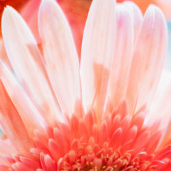 Close-up of pink flower blooming outdoors