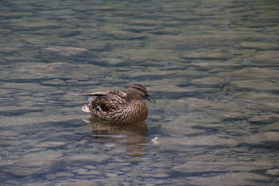 Duck swimming in lake