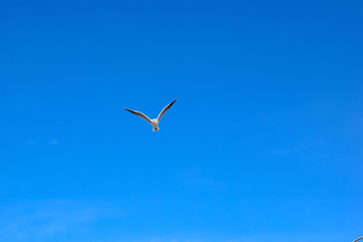 Low angle view of seagull flying in sky