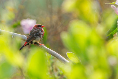 Close-up of bird perching on plant