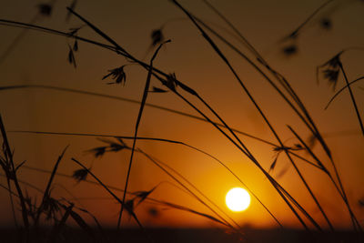 Close-up of silhouette plants against orange sky