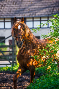 Close-up of horse