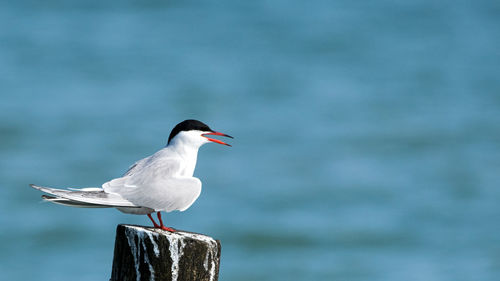 Seagull perching on wooden post