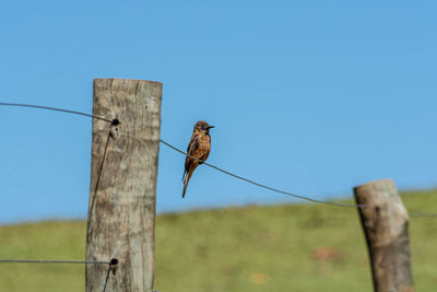 Bird perching on wooden post against sky