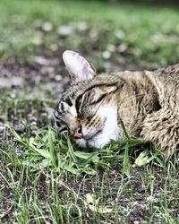 Cat relaxing on field