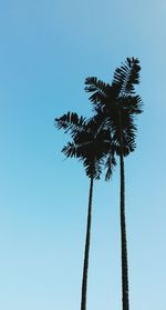 Low angle view of palm tree against clear blue sky