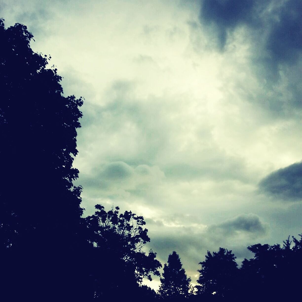 tree, sky, low angle view, silhouette, cloud - sky, tranquility, cloudy, beauty in nature, nature, scenics, tranquil scene, growth, cloud, branch, dusk, high section, outdoors, treetop, weather, no people