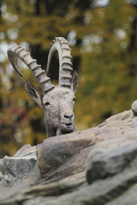 Low angle view of ibex peeking from rock