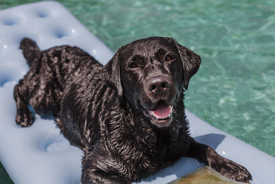Dog on pool raft in swimming pool