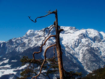 Scenic view of snowcapped mountains against clear blue sky