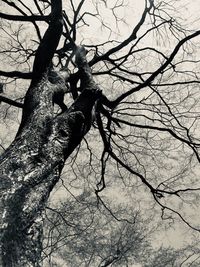 Low angle view of silhouette bare tree