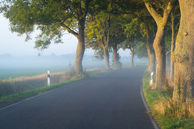 Empty road along trees