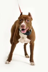 Portrait of dog standing against white background