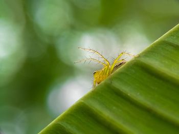 Close-up of insect on leaf