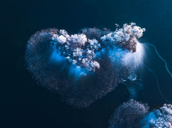 Close-up of glowing jellyfish in sea