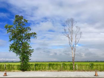 Tree on field against sky