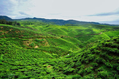 Scenic view of agricultural field of tea plantation