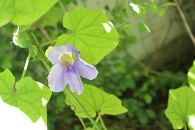 Close-up of purple flowering plant