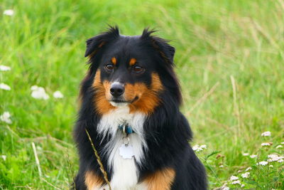 Close-up of dog looking away on field