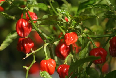 Close-up of chili