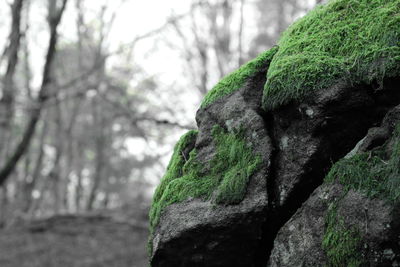 Close-up of tree