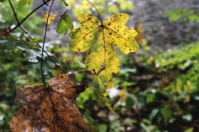 Close-up of dry leaves on tree trunk