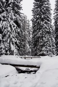 Snow covered pine trees in forest against sky