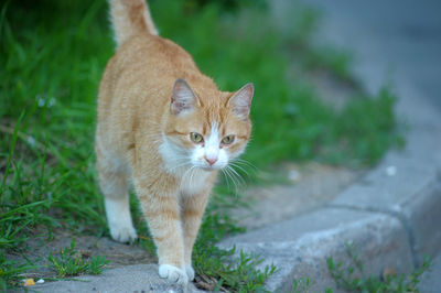 Portrait of a cat