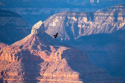 Aerial view of a bird on rock