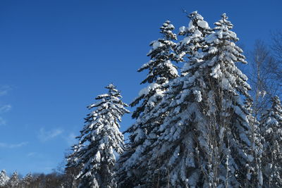 Low angle view of snow covered tree against blue sky