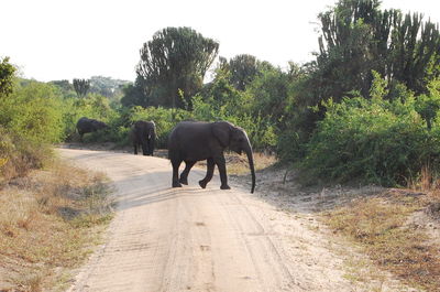 Elephant walking on road amidst trees against clear sky