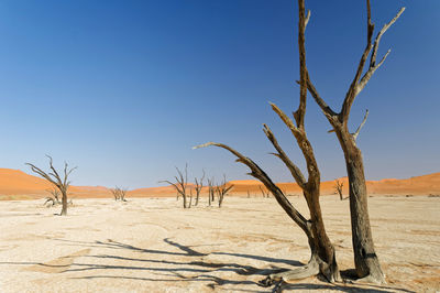 Bare tree in a desert