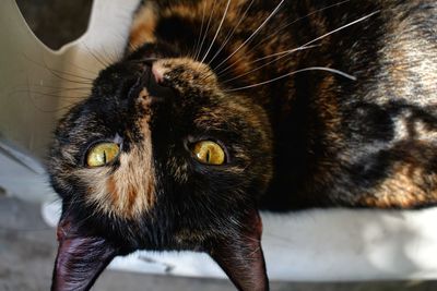 Close-up portrait of a cat