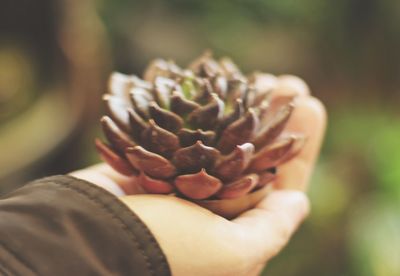 Close-up of hand holding flower against blurred background