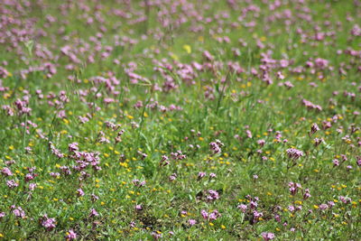 Purple flowering plants on field