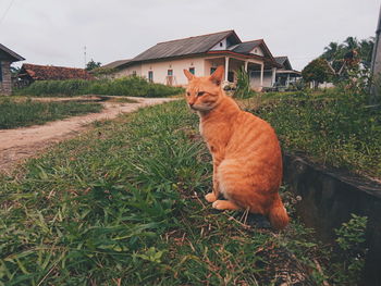 Cat looking away on field