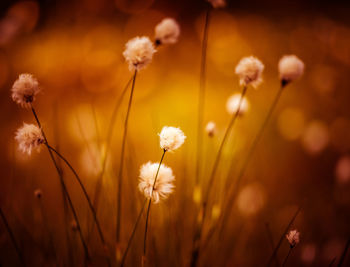 A beautiful cotton-grass heads in the warm sunset light. white fluffy cotton-grass flowers.