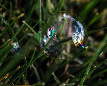 Close-up of grass against blurred background