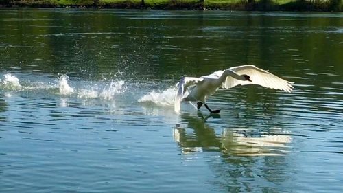 Bird flying over lake