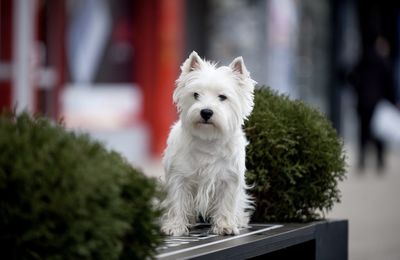 Close-up portrait of white dog sitting on bench