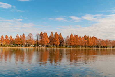 Beautiful view of metasequoia trees reflection in autumn.
