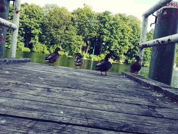 Birds perching on tree