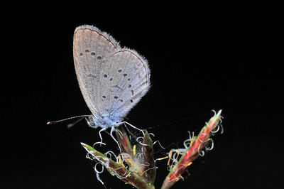 Close-up of butterfly on flower