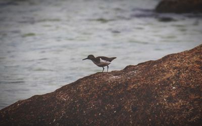 Bird perching on rock by sea