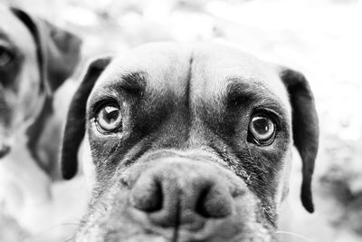 Close-up portrait of dog