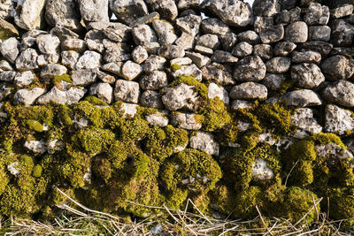 Close-up of plants