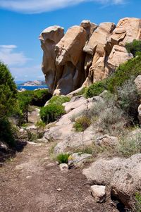 Plants growing on rock